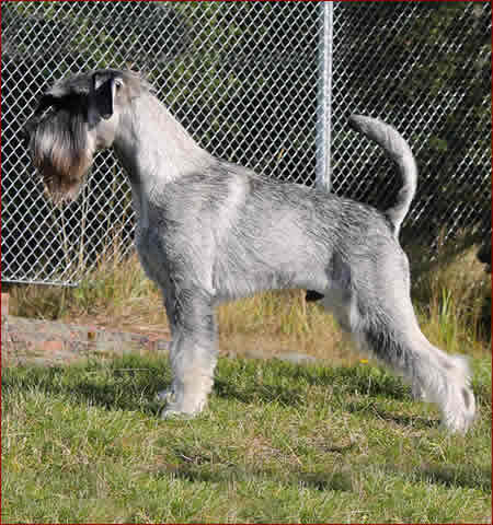 MultiCh. Argenta's Kingsley