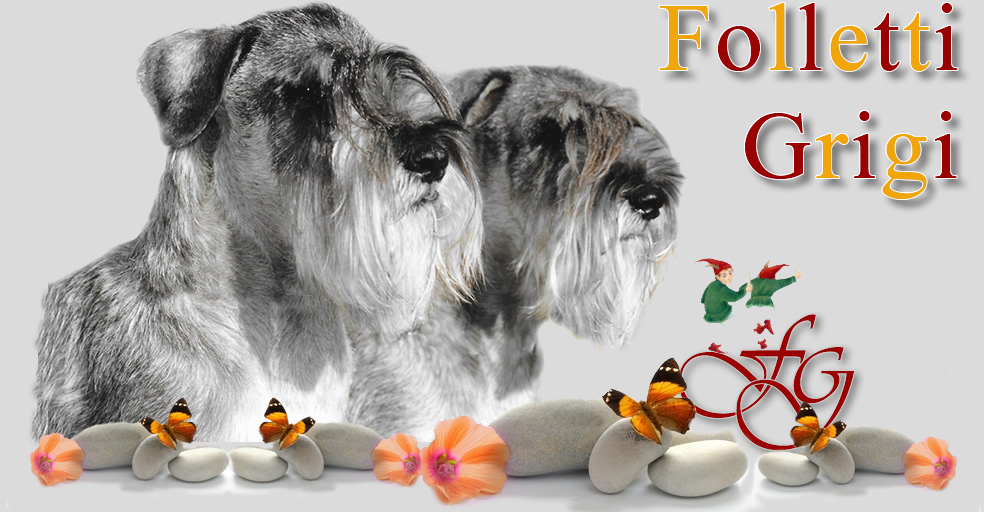 Allevamento Schnauzer medio pepe sale Folletti Grigi