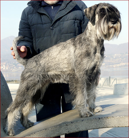 Top Model dei Folletti Grigi